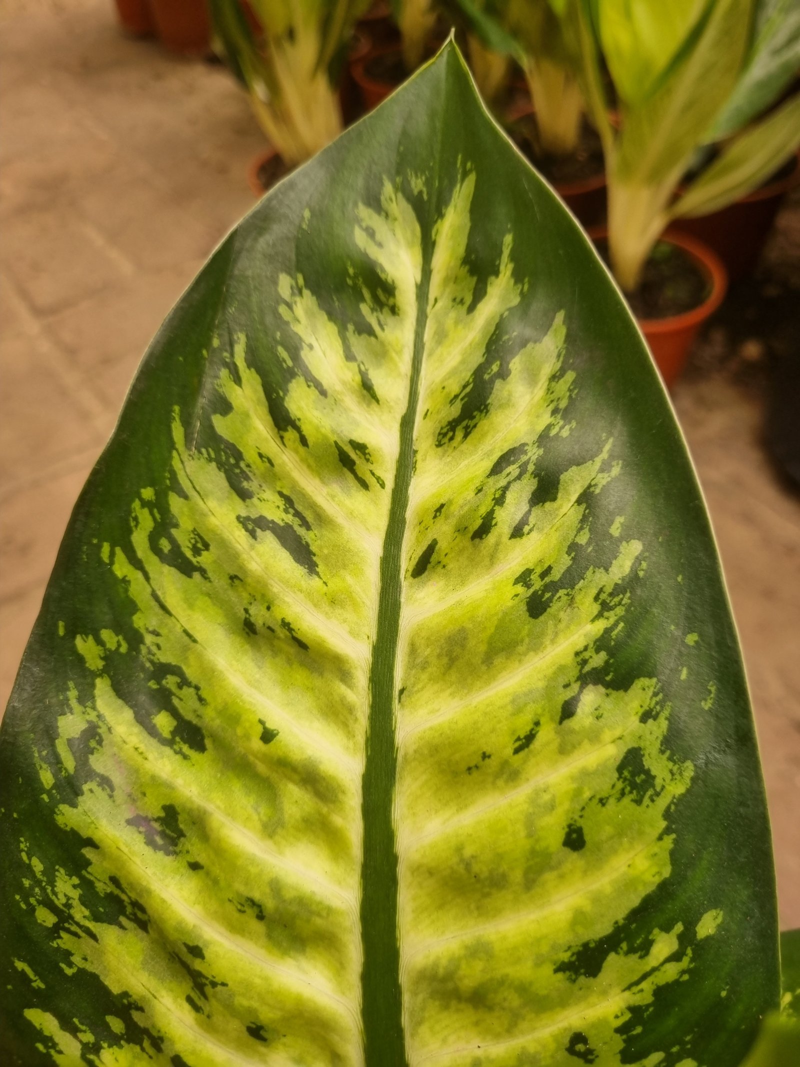 Aglaonema María, Aglaonema Pink - Vivero Jardin America