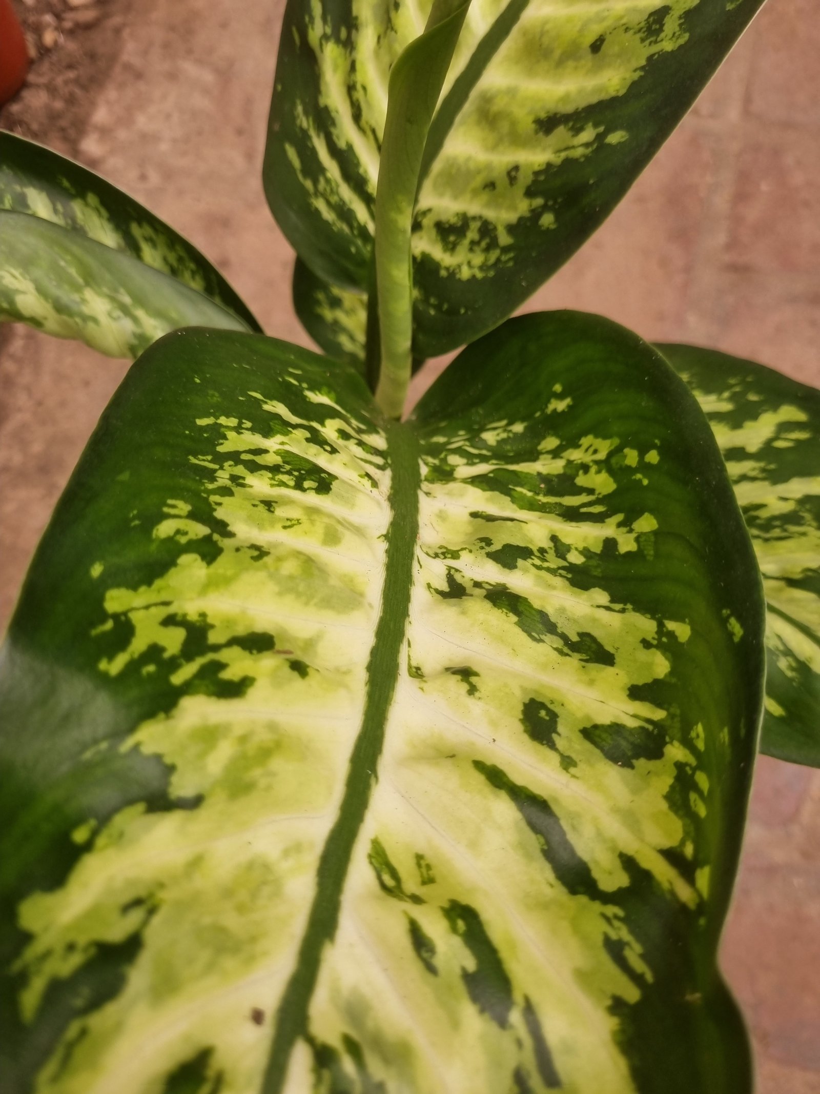 Productos de Vivero Jardin America